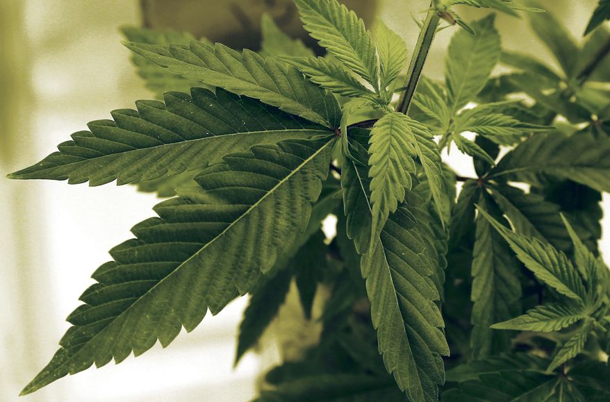 In this June 17, 2015, file photo, marijuana plants grow at LifeLine Labs in Cottage Grove, Minn. (AP Photo/Jim Mone, File)