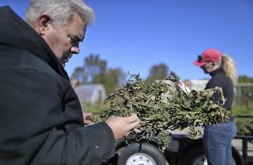 In this Oct. 23, 2018, photo, Michael Fields Agricultural Institute executive director Perry Brown, left, and Shannah Schmitt, behind, work with a team of employees to inspect their industrial hemp plants for signs of mold, decay and pests, while harvesting the quarter-acre grown for research at the location in East Troy, Wis. (Anthony Wahl/The Janesville Gazette via AP)