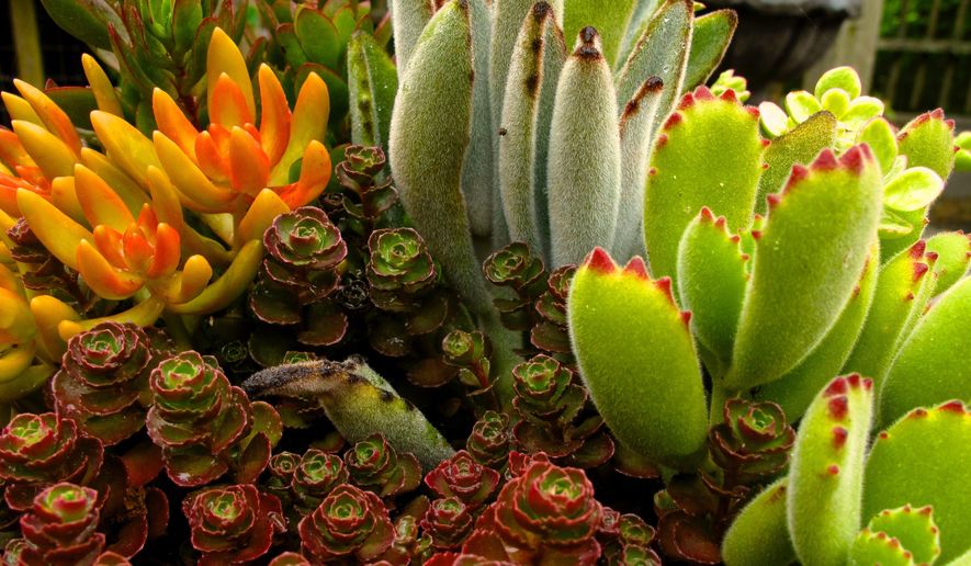 This undated photo shows an array of succulents planted in a shallow dish for display inside a home near Langley, Wash. Indoor gardens with their miniature low maintenance plants thrive in small spaces making them a natural fit for succulents. (Dean Fosdick via AP)