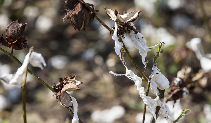 This Oct. 11, 2018 photo, shows branches of a damaged cotton tree in Newton, Ga. When Hurricane Michael tore through Georgia’s cotton crop, it set in motion a grim future for rural areas that depend on agriculture. Farmers say south Georgia is now in for a long-lasting struggle that will be felt in many small towns that are built on agriculture. Statewide, officials estimate the storm caused $550 to $600 million in damage to Georgia’s cotton crop. The pecan crop was also hard-hit, with an estimated $560 million loss.  (Alyssa Pointer/Atlanta Journal-Constitution via AP)