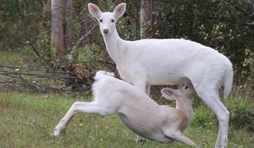 This Oct. 12, 2018 photo provided by Seneca White Deer Inc. shows a young white fawn having lunch with mom at Deer Haven Park in Romulus, New York. (Dennis Money/Seneca White Deer Inc. via AP)