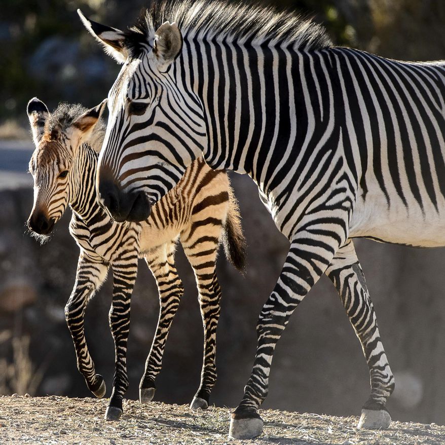 Clementine, left, a baby zebra, is seen with her mother, Zoe, at Utah's Hogle Zoo in Salt Lake City on Tuesday Oct. 30, 2018. (Trent Nelson/The Salt Lake Tribune via AP)