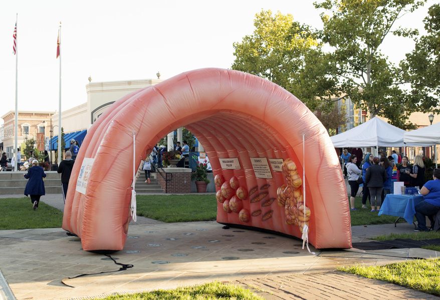 This Sept. 23, 2018, photo provided by the Colon Cancer Coalition shows an inflatable colon at a Get Your Rear in Gear event in Kansas City, Mo. Kansas City, Mo., police on Tuesday, Oct. 30, 2018, announced on Twitter that the 10-foot prop has been recovered after it was stolen from the back of a pickup truck in October. A tip led officers to locate the "pilfered intestine" inside a vacant house. (Christina Marie Z Photography/Colon Cancer Coalition via AP)