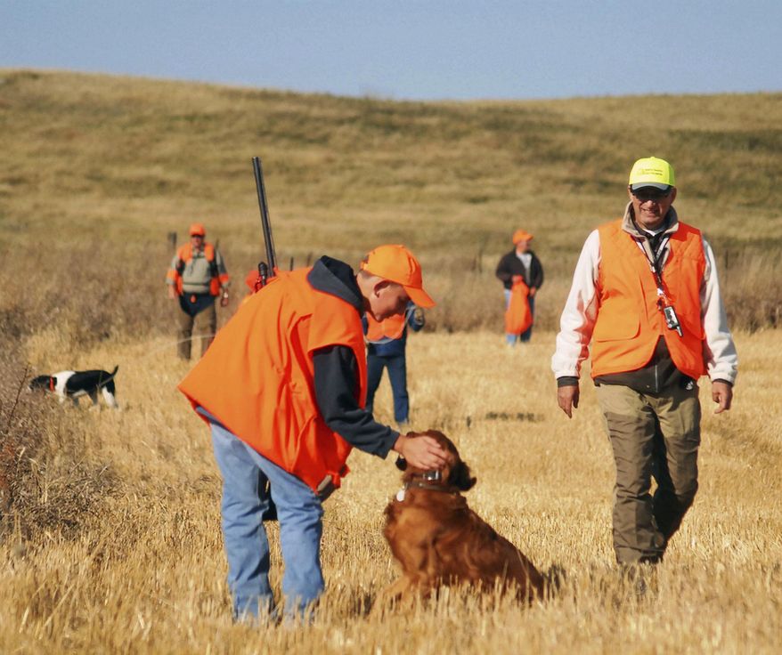 FILE - In this Oct. 1, 2011 file photo, a young hunter praises Gunner the dog after working an area for pheasants during the youth opener, in Beulah, N.D. The North Dakota Democratic-NPL Party posted a misleading ad on its website that suggests state residents should reconsider voting in this year's election if they have hunting licenses in other states. (Brian Gehring /The Bismarck Tribune via AP, File)