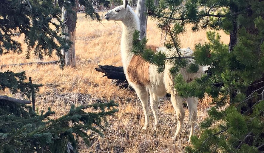 This Sunday, Oct. 28, 2018 photo shows Ike, a pack llama that escaped from a guided hike in Yellowstone National Park in August, seen southwest of Yellowstone Lake. He was captured Sunday by Susi Huelsmeyer-Sinay with Yellowstone Llamas in Bozeman, Mont. She said she feared the llama would not survive the winter in the park. (Susi Huelsmeyer-Sinay via AP)