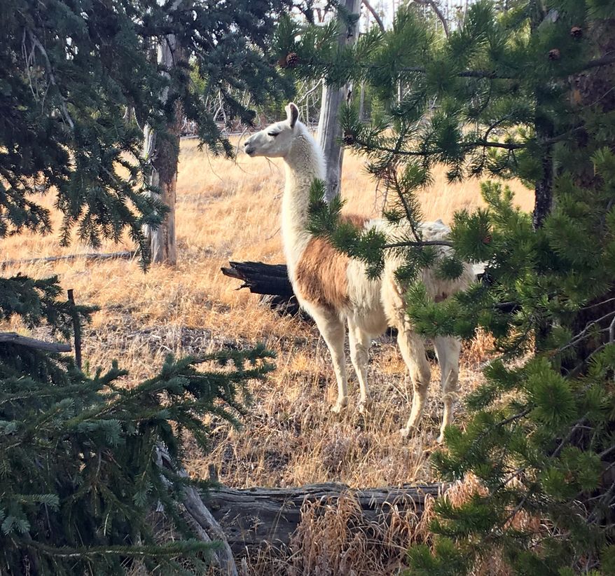 This Sunday, Oct. 28, 2018 photo shows Ike, a pack llama that escaped from a guided hike in Yellowstone National Park in August, seen southwest of Yellowstone Lake. He was captured Sunday by Susi Huelsmeyer-Sinay with Yellowstone Llamas in Bozeman, Mont. She said she feared the llama would not survive the winter in the park. (Susi Huelsmeyer-Sinay via AP)