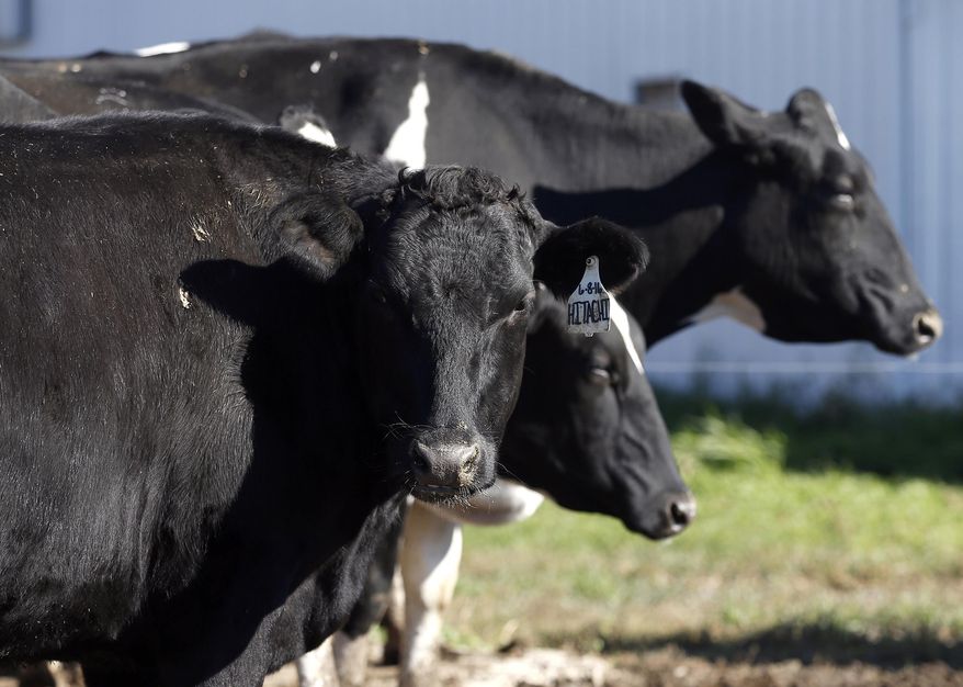 This photo taken Oct. 16, 2018, shows one the new line of Wagyu-Holstein beef cattle in Hudson, Iowa. Blake Hansen recently rolled out the Cedar Valley's first Holstein-Wagyu hamburger at Hansen's retail stores in Waterloo and Cedar Falls, with the rest of the cuts available for sale privately through Hansen. (Brandon Pollock /The Courier via AP)
