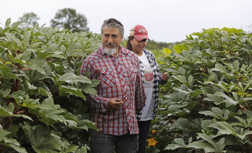 Roy and Sofia Martinez, owners of Rae Lili Farms in Cooper, Texas, are pictured Friday, October 12, 2018 among okra plants the fields, where they grow produce organically and source to top Dallas restaurants. (Louis DeLuca/The Dallas Morning News via AP)