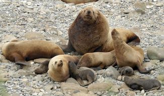 FILE - This 2016 photo provided by NOAA Fisheries, shows a harem of Steller sea lions with one large male, several females and their pups on Gillon Point at Agattu Island, Alaska. An Alaska salmon boat skipper has been fined $20,000 for killing endangered Steller sea lions with shotguns, according to federal prosecutors, Tuesday, Nov. 6, 2018. (Katie Sweeney/NOAA Fisheries via AP, File)