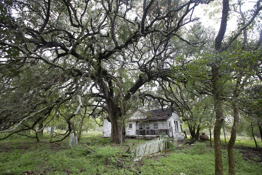 ADVANCED FOR RELEASE MONDAY, NOVEMBER 12, 2018 In this photo from Oct. 23, 2018 a large tree stretches out over the back yard behind one of the abandon homes in the former Cheapside community North of Cuero, Texas. off of Highway 87. (Evan Lewis/Victoria Advocate via AP)