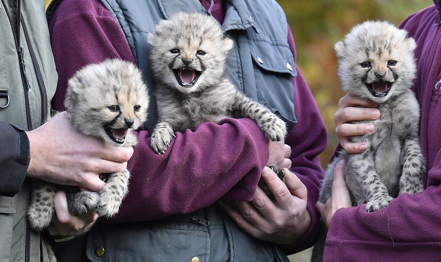 Keepers present three little baby cheetahs at the zoo in Muenster, Germany, Friday, Nov. 9, 2018. The triplets were born on Oct.4 2018 and start to explore their enclosure today. The zoo in Muenster is well known for the successful cheetah breed, about 50 of the endangered animals were born in the zoo since the seventies. (AP Photo/Martin Meissner)
