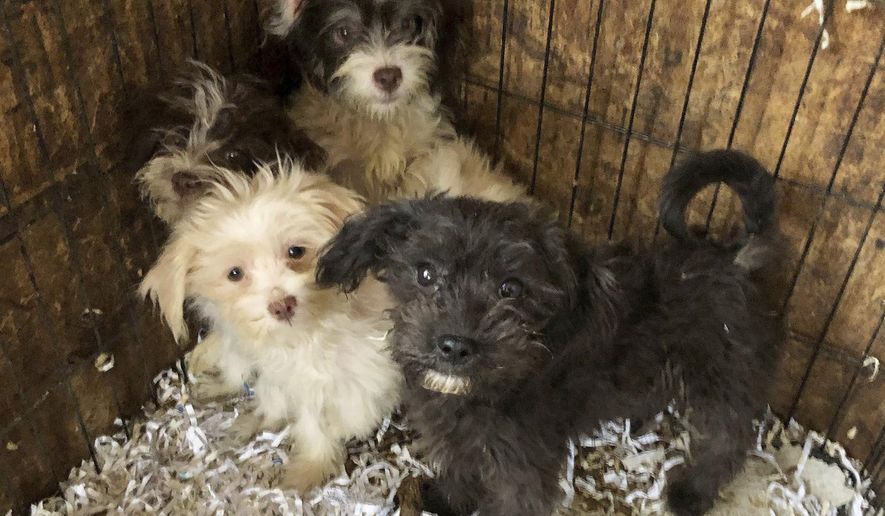 This photo provided by the Monmouth County SPCA shows some of the dogs rescued from a home in Burlington County, New Jersey. New Jersey State Police say that 44 frozen dogs and 130 live dogs were found at the Shamong Township, N.J., home of 65-year-old Donna Roberts, who was charged with animal cruelty following an inspection Tuesday, Nov. 13, 2018, at her residence, which reeked of animal feces and urine. (Lindsay Sanator/Monmouth County SPCA via AP)