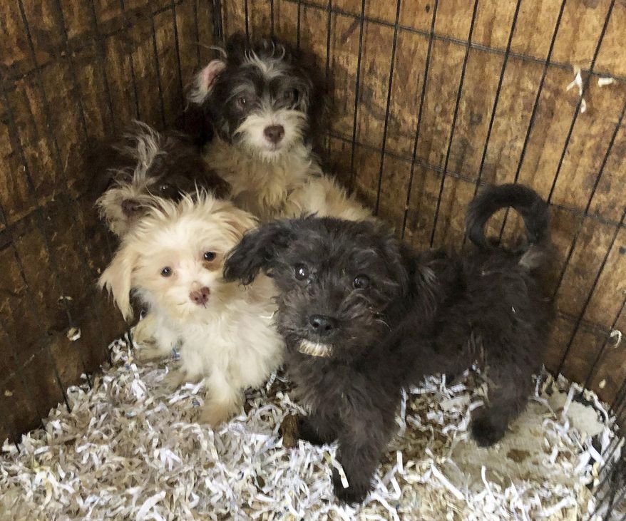 This photo provided by the Monmouth County SPCA shows some of the dogs rescued from a home in Burlington County, New Jersey. New Jersey State Police say that 44 frozen dogs and 130 live dogs were found at the Shamong Township, N.J., home of 65-year-old Donna Roberts, who was charged with animal cruelty following an inspection Tuesday, Nov. 13, 2018, at her residence, which reeked of animal feces and urine. (Lindsay Sanator/Monmouth County SPCA via AP)
