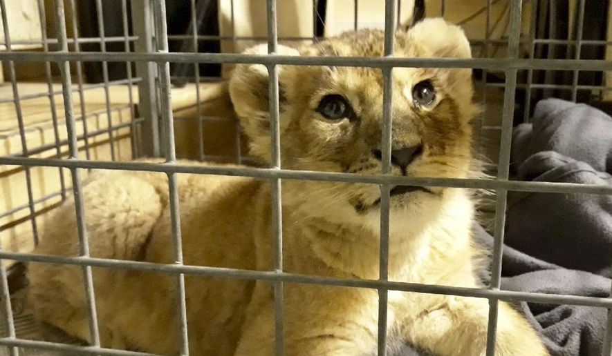 This photo provided Wednesday Nov.14, 2018 by Fondation 30 Millions d'Amis (30 Million Friends Foundation) shows a lion cub found by police in a Lamborghini on Paris' famed Champs-Elysees avenue, Monday, Nov. 12, 2018 in Paris. Paris police officers found a lion cub in a Lamborghini during a traffic stop on the city's famed Champs-Elysees. The cub, named Putin but known as Dadou, is less than two months old, according to the French animal protection agency now caring for it. (Fondation 30 Millions d'Amis via AP)