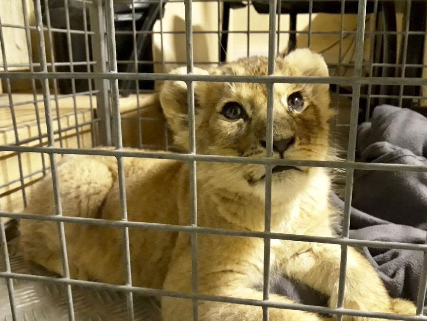 This photo provided Wednesday Nov.14, 2018 by Fondation 30 Millions d'Amis (30 Million Friends Foundation) shows a lion cub found by police in a Lamborghini on Paris' famed Champs-Elysees avenue, Monday, Nov. 12, 2018 in Paris. Paris police officers found a lion cub in a Lamborghini during a traffic stop on the city's famed Champs-Elysees. The cub, named Putin but known as Dadou, is less than two months old, according to the French animal protection agency now caring for it. (Fondation 30 Millions d'Amis via AP)