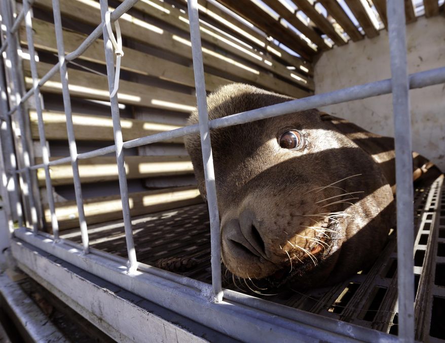 FILE--In this March 14, 2018, a California sea lion that was trapped at Willamette Falls in the lower Willamette River, waits to be released into the Pacific Ocean near Newport, Ore. Oregon officials have now received federal approval to trap and kill California sea lions that eat protected fish at Willamette Falls instead of releasing them into the ocean. (AP Photo/Don Ryan, file)