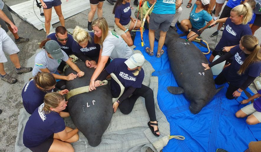 ADDS NO SALES RESTRICTIONS- In this photo provided by the Florida Keys News Bureau, marine mammal experts attach satellite tracking transmitters to twin juvenile manatees Millennium, left, and Falcon, right, before their release Thursday, Nov. 15, 2018, in Key Largo, Fla. Both manatees were rescued by the Florida Keys-based Dolphin Research Center in October 2016 after their mother, Bonnie, was accidentally killed by a boat strike. Weighing about 100 pounds each, they were transferred to the Miami Seaquarium and subsequently sent to the Columbus Zoo and Aquarium for rehabilitation. They weighed 600 pounds each before being released Thursday. (Bob Care/Florida Keys News Bureau via AP)