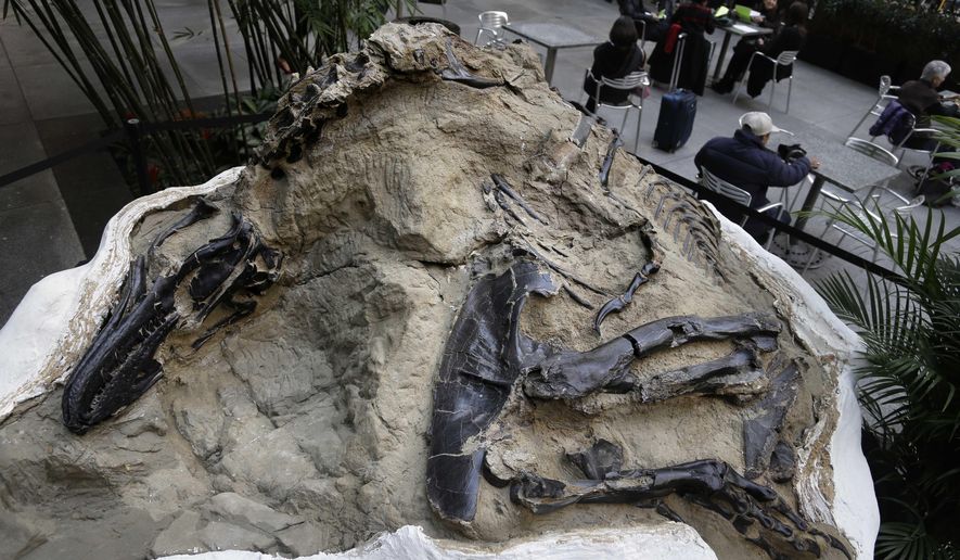 In this Nov. 14, 2013 file photo, one of two "dueling dinosaur" fossils is displayed in New York. Ownership of two fossilized dinosaur skeletons found on a Montana ranch in 2006 are the subject of a legal battle over whether they are part of a property's surface rights or mineral rights. The 9th U.S. Circuit Court of Appeals issued a split decision saying fossils are minerals under mineral rights laws. (AP Photo/Seth Wenig, File)