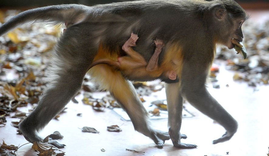 In this Friday, November 9, 2018 photo, a golden-bellied mangabey with her newborn cub at their enclosure in the Budapest Zoo, Hungary. The baby monkey was born on October 22. The golden-bellied mangabey is extremely rare, there are only 12 zoos on the world in which they can be found. (Attila Kovacs/MTI via AP)