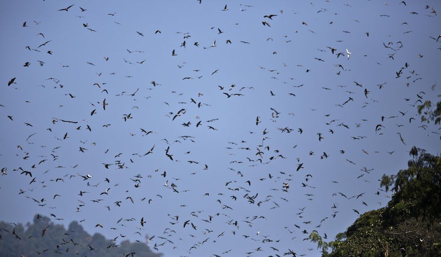 In this Saturday, Nov. 10, 2018, photo, Amur Falcons (Falco amurensis) fly over the Doyang reservoir at Pangti village in Wokha district, in the northeastern Indian state of Nagaland. The 8,000 residents of a remote tribal area in northeastern India are passing through extremely hectic days, playing hosts to millions of the migratory Amur Falcons from Siberia who roost by a massive reservoir before they take off to their final destination—Somalia, Kenya, and South Africa, traversing 22,000 kilometers. (AP Photo/Anupam Nath)