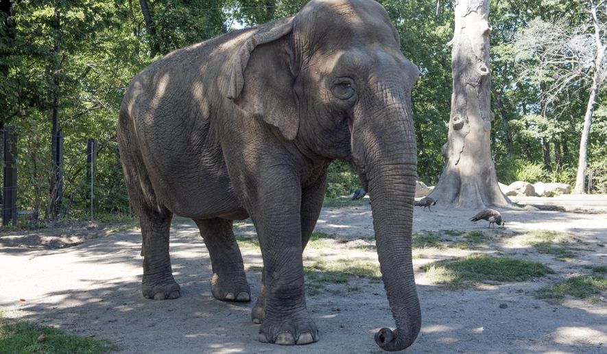 This undated photo provided by the Wildlife Conservation Society shows Maxine the elephant at the Bronx Zoo in New York. The Bronx Zoo says it has euthanized the 48-year-old Asian elephant that had fallen progressively ill. The zoo said it decided to euthanize Maxine on Monday, Nov. 19, 2018, after exhausting all options and determining she was no longer able to eat. It said she had neurologic deterioration and generalized muscle weakness. (Julie Larsen Maher/Wildlife Conservation Society via AP)
