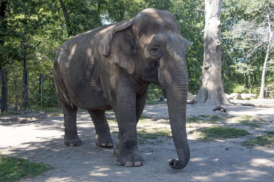This undated photo provided by the Wildlife Conservation Society shows Maxine the elephant at the Bronx Zoo in New York. The Bronx Zoo says it has euthanized the 48-year-old Asian elephant that had fallen progressively ill. The zoo said it decided to euthanize Maxine on Monday, Nov. 19, 2018, after exhausting all options and determining she was no longer able to eat. It said she had neurologic deterioration and generalized muscle weakness. (Julie Larsen Maher/Wildlife Conservation Society via AP)