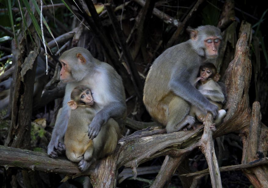In this Sept. 17, 2013, file photo female rhesus macaques nurse their young along the Silver River in Silver Springs State Park in Florida. (Lisa Crigar/Star-Banner via AP, File)