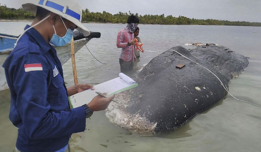 In this undated photo released by Akademi Komunitas Kelautan dan Perikanan Wakatobi (Wakatobi Marine and Fisheries Community Academy or AKKP Wakatobi), researchers collect data of the carcass of a beached whale at Wakatobi National Park in Southeast Sulawesi, Indonesia. The dead whale that washed ashore in eastern Indonesia had a large lump of plastic waste in its stomach, including drinking cups and flip-flops, a park official said Tuesday, causing concern among environmentalists and government officials in one of the world&#x27;s largest plastic polluting countries. (Muhammad Irpan Sejati Tassakka, AKKP Wakatobi via AP)