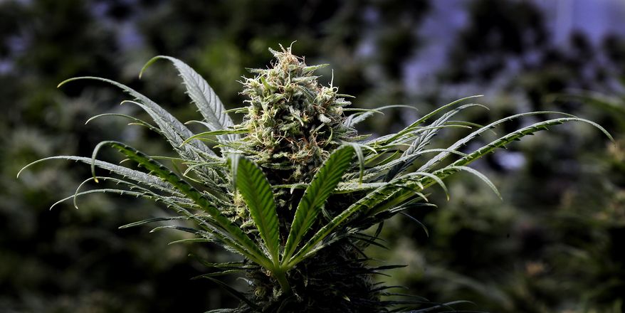 FILE - In this May 24, 2018, file photo, a marijuana plant is shown in Oregon. Rampant overproduction in Oregon's market for legal, recreational marijuana has produced a 50 percent drop in prices, according to state economists. That widely documented collapse has been tough on farmers and retailers, but a boon for consumers. (AP Photo/Don Ryan, File)