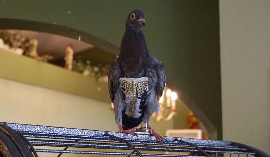 File-This Wednesday, Nov. 14, 2018, file photo shows a pigeon wearing a bedazzled vest in Peoria, Ariz. A pigeon that had flown the coop with only its bedazzled vest is nesting back home in Phoenix. The Arizona Republic reports Marlette Fernando and her husband were reunited Tuesday, Nov. 20, 2018, with their pet pigeon Olive. The bird was brought to Fallen Feathers bird rescue center in Peoria more than a week ago. Center director Jody Kieran says she knew the pigeon had to be someone's feathered friend when she saw the rhinestone-studded vest. (Angel Mendoza/The Arizona Republic via AP)