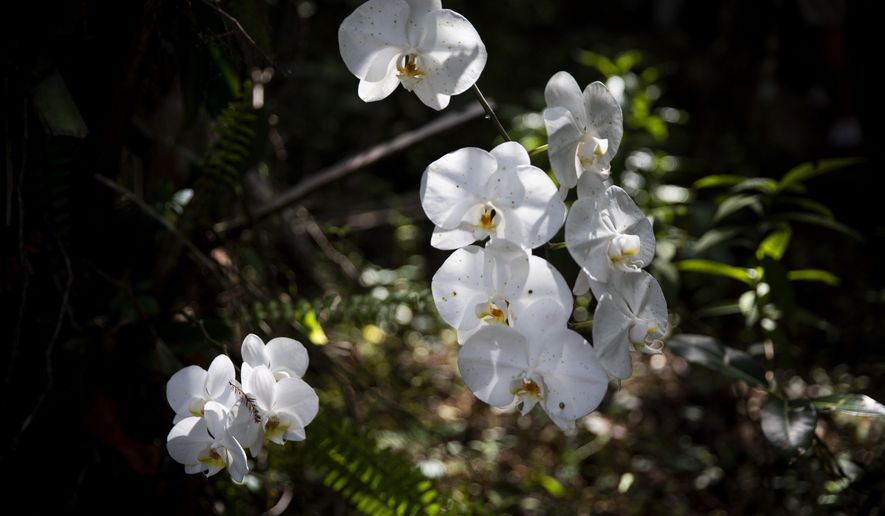 An orchid grows along a trail during the soft opening of the Naithloriendun Sanctuary, also known as the Gore sanctuary, on Sunday, Nov. 18, 2018, in Golden Gate Estates in Naples, Fla. (Alex Driehaus/Naples Daily News via AP)