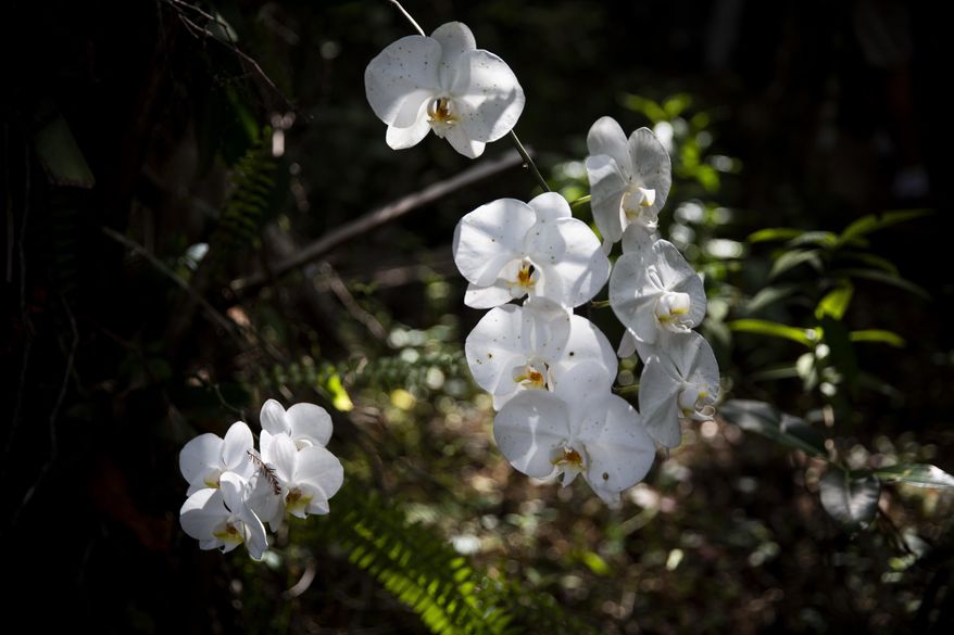 An orchid grows along a trail during the soft opening of the Naithloriendun Sanctuary, also known as the Gore sanctuary, on Sunday, Nov. 18, 2018, in Golden Gate Estates in Naples, Fla. (Alex Driehaus/Naples Daily News via AP)