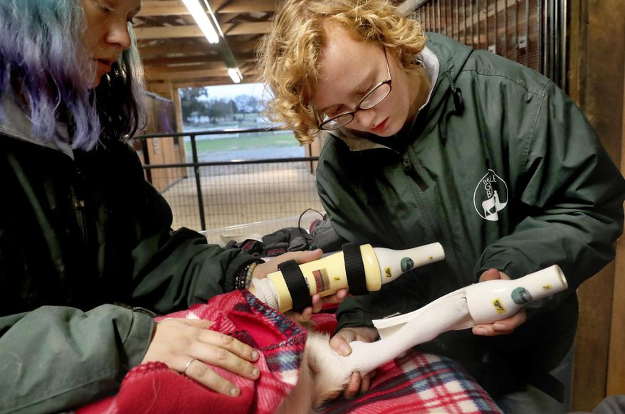 Tara Gibson, right, a caretaker at the Gentle Barn slides on one of Lolli's new prosthetic legs, as Olivia White, left, a caretaker at the Gentle Barn helps on Thursday Nov. 8, 2018. (Helen Comer /The Daily News Journal via AP)