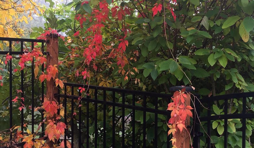 This Oct. 19, 2018 photo of an ivy-covered fence near Langley, Wash., underscores that there are no landscaping rules against blending different plant varieties or integrating them into commercial fencing. Vines and shrubs soften the look of traditional fences. (Dean Fosdick via AP)