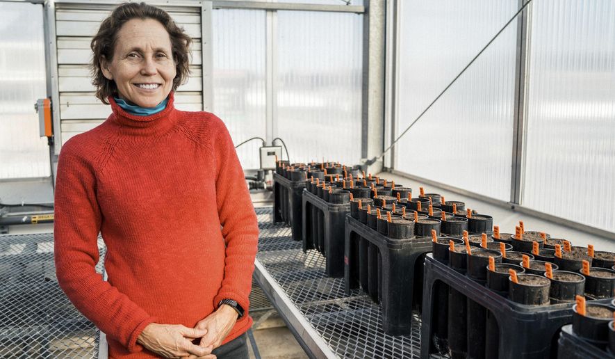 University of Minnesota plant pathology professor Linda Kinkel Ph.D. stands for a portrait inside of a University of Minnesota greenhouse in St. Paul, Minn. on Tuesday, Nov. 13, 2018. (Evan Frost/Minnesota Public Radio via AP)