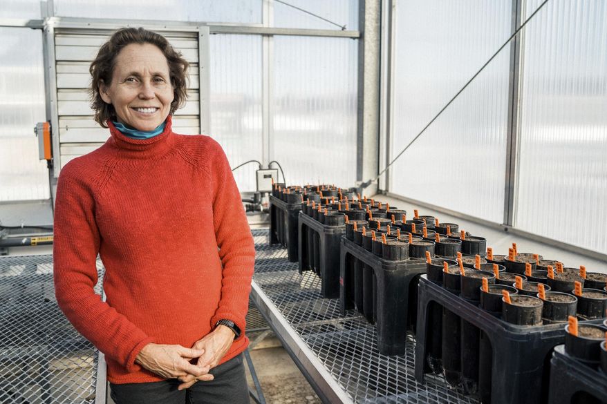 University of Minnesota plant pathology professor Linda Kinkel Ph.D. stands for a portrait inside of a University of Minnesota greenhouse in St. Paul, Minn. on Tuesday, Nov. 13, 2018. (Evan Frost/Minnesota Public Radio via AP)