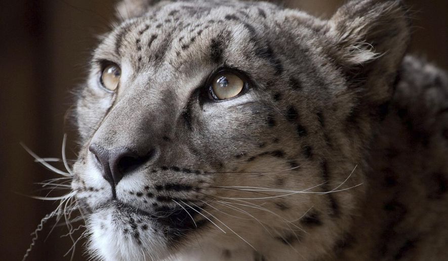 Undated photo issued Friday Nov. 30, 2018, by Dudley Zoological Gardens, showing snow leopard named Margaash which was euthanised after escaping from its enclosure at Dudley Zoo, in Dudley England. The eight-year-old animal escaped from its enclosure on Oct. 23, 2018, and was shot because the vet did not believe a tranquillizer dart was a safe option. (Dudley Zoological Gardens via AP)