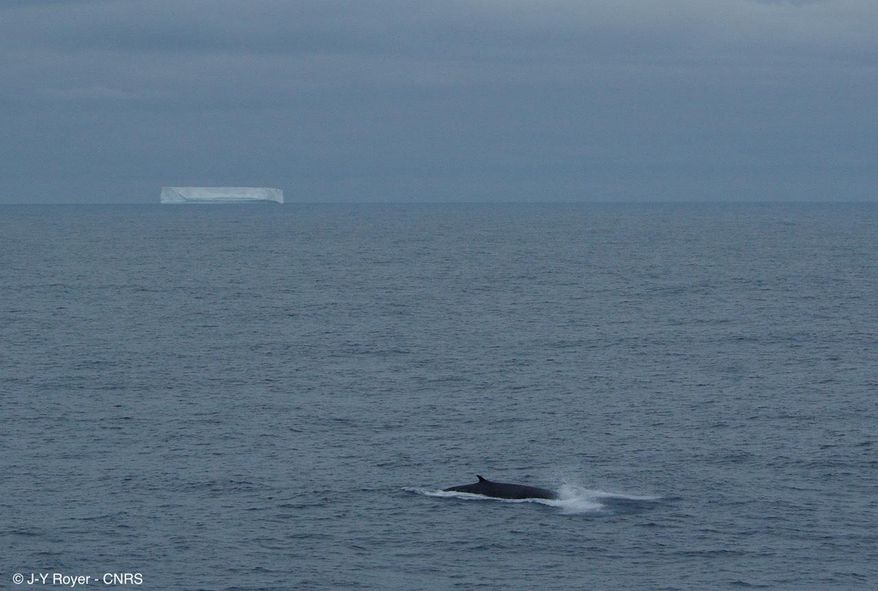 This Jan. 6, 2010 photo provided by CNRS-UBO-IUEM Geosciences Ocean, shows a fin whale, foreground, and tabular drifting iceberg near Antarctica. Climate Change is more than rising thermometers, wildfires, droughts and storms; it even has a hand in altering whale songs, flowering plants and civil war. Near Antarctica, whales are singing in deeper tones to cut through the noise of melting icebergs. (Jean-Yves Royer/CNRS-UBO-IUEM Geosciences Ocean via AP)