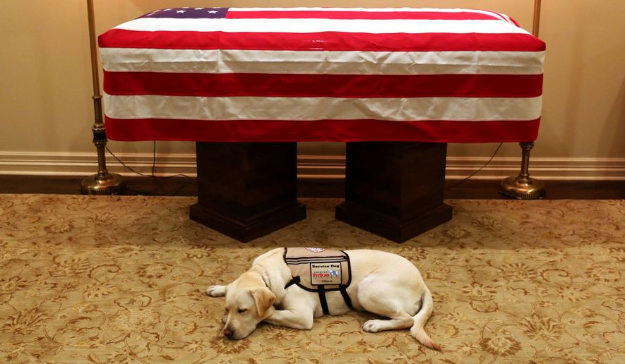 This Sunday, Dec. 2, 2018, file photo shows Sully, President George H.W. Bush&#39;s service dog, as he lies in front of his master&#39;s casket in Houston. The 41st president died Friday at his home in Houston at 94. (Evan Sisley/Office George H.W. Bush via AP)