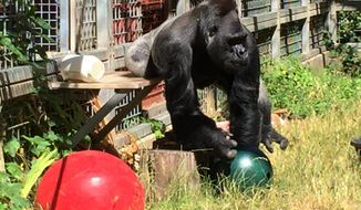 In this 2016 photo provided by the Cincinnati Zoo and Botanical Garden, the silverback gorilla Ndume picks up a toy at The Gorilla Foundation&#x27;s preserve in California&#x27;s Santa Cruz mountains. The zoo that&#x27;s suing the conservatory for the return of the gorilla has asked a judge to rule in the zoo&#x27;s favor without going to trial. Zoo officials claim Ndume has since lived in isolation to his detriment, while the foundation says a transfer would harm him and pose unnecessary risk. (Ron Evans/Cincinnati Zoo and Botanical Garden via AP)