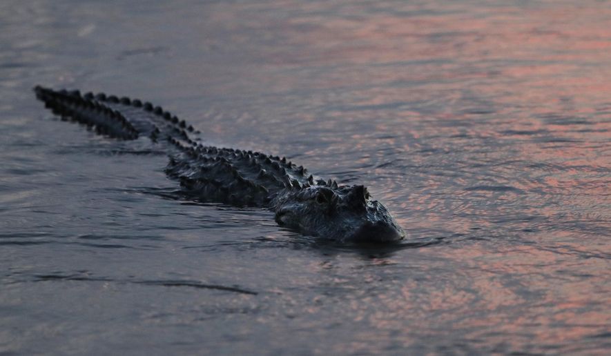 In this Oct. 3, 2018 photo, an alligator floats at dusk in the Davis Pond Diversion in Luling, La. (AP Photo/Gerald Herbert)