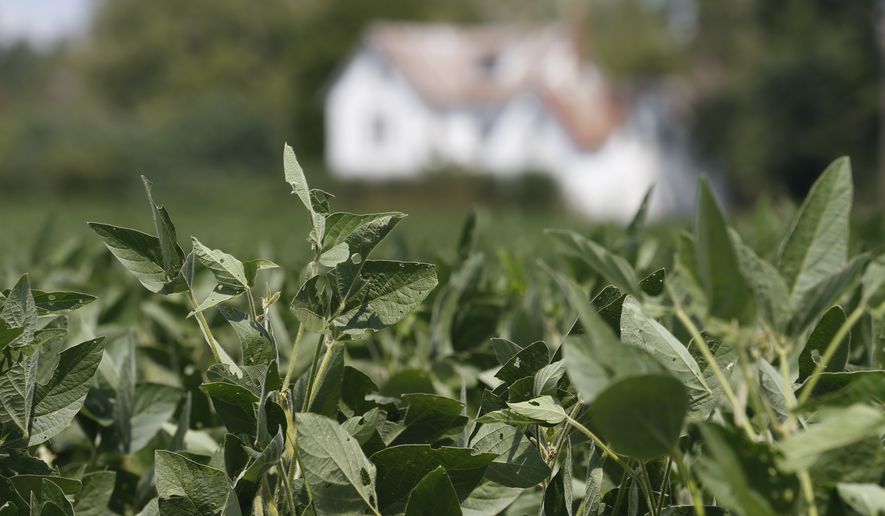 Soybean plants in fields in front of a farm house in Locust Hill, Va., Friday, Sept. 7, 2018. (AP Photo/Steve Helber)