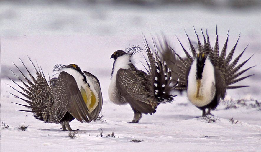 In this April 20, 2013, file photo, male greater sage grouse perform mating rituals for a female grouse, not pictured, on a lake outside Walden, Colo. (AP Photo/David Zalubowski, File)
