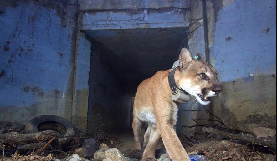 This May 22, 2018, photo provided by the U.S. National Park Service shows the mountain lion known as P-64, also known as the "Culvert Cat," during one of his many crossings of U.S. Highway 101 freeway in Agoura Hills, Calif. Authorities using data from his tracking collar found the remains of P-64 on Monday, Dec. 3, 2018, in an unburned area of the Simi Hills in Los Angeles County. Researchers say the big cat suffered burned paws but survived last month's Woolsey Fire that ravaged the area. He was last known to be alive on Nov. 26. (U.S. National Park Service via AP)