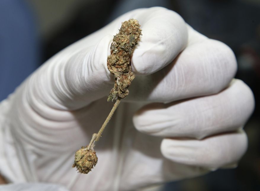 FILE - In this Sept. 25, 2018, file photo, a police officer shows buds of marijuana before a news conference Bangkok, Thailand. On Tuesday, Dec. 11, 2018, New Zealand's government passed a law that will make medical marijuana widely available for thousands of patients over time. (AP Photo/Sakchai Lalit, File)