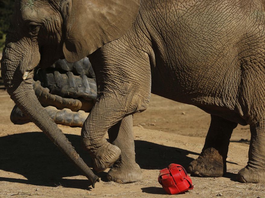 FILE -- In this Tuesday, June 19, 2018, file photo Lammie, an elephant at the Johannesburg Zoo, kicks around a ball made of plastic hose piping. When the last African elephant at the Johannesburg Zoo lost her male companion to illness in September, some people said 39-year-old Lammie should be sent to a bigger sanctuary so she wouldn't spend her final years alone. The zoo now says Lammie is staying, and that a search for a new mate is underway. (AP Photo/Denis Farrell, File)