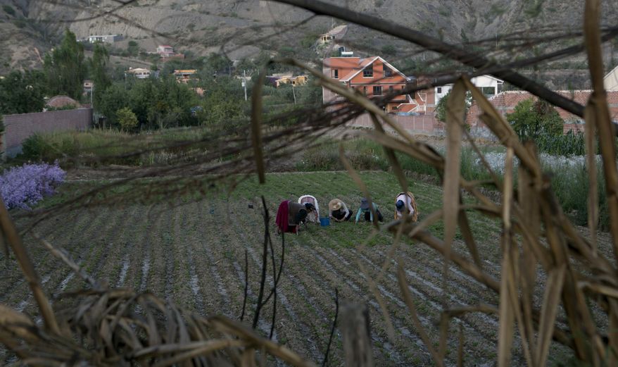 In this Dec. 4, 2018 photo, women farmers plant radishes in a field that gets irrigated with sewage water that comes from the nearby river in Valencia, Bolivia. What gets flushed down in Bolivia's capital city is used to irrigate the green, leafy fields that supply its produce markets. (AP Photo/Juan Karita)