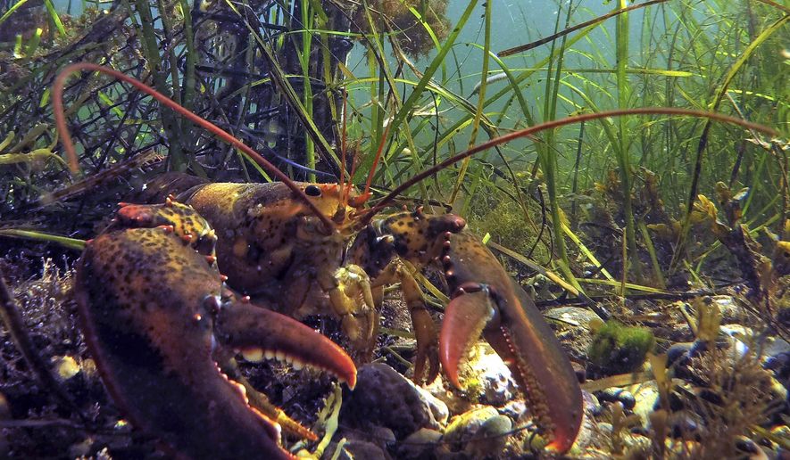 FILE - In this Sept. 5, 2018 file photo, a lobster walks on the ocean floor near a lobster trap off the coast of Biddeford, Maine. The U.S. commercial fishing generated more than $144 billion in sales in 2016, according to a report released by the National Oceanic and Atmospheric Administration. The report says the industry was boosted by growth in value of shrimp, sea scallops and lobsters. (AP Photo/Robert F. Bukaty, files)