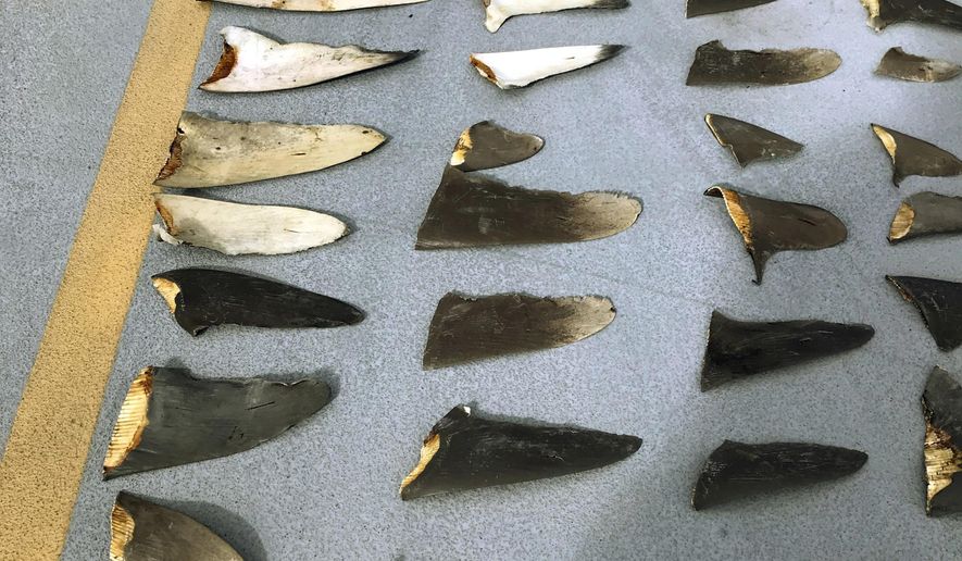 This Nov. 28, 2018 photo provided by the United States Attorney's Office and introduced as evidence in court in Honolulu shows some of the hundreds of shark fins seized from a Japanese fishing boat. U.S. prosecutors in Hawaii accuse the owner and officers of the Japanese fishing boat of helping Indonesian fishermen smuggle nearly 1,000 shark fins. Hamada Suisan Co. Ltd., the Japanese business that owned the vessel, and JF Zengyoren, a Japanese fishing cooperative, were charged on Dec. 11, 2018, with aiding and abetting the trafficking and smuggling of shark fins. (U.S. Attorney's Office via AP)