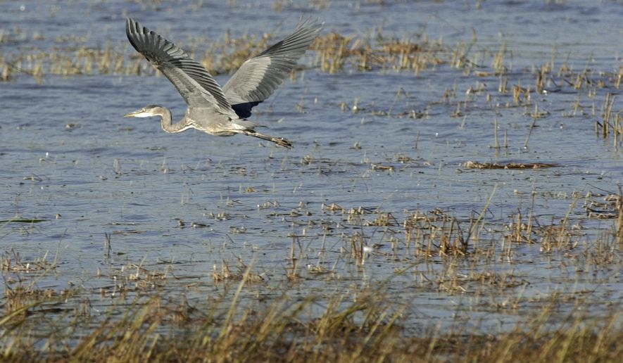FILE - A bird flies over wetland in Clay Township, Mich., Oct. 12, 2003. A bill approved by the state Legislature on Friday changed Michigan regulations that require permits to fill, drain or otherwise degrade many wetlands, although it rejected more drastic proposals that would have left hundreds of thousands of acres vulnerable to development. (AP Photo/Paul Sancya, File)